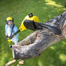 Best Stump Grinding and Removal  in Ridgefield, WA