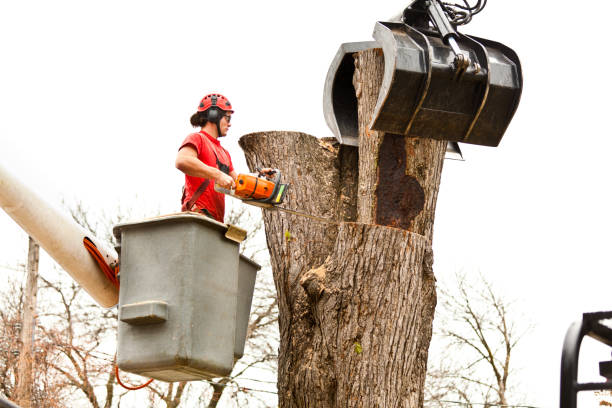 Best Tree Preservation Services  in Ridgefield, WA