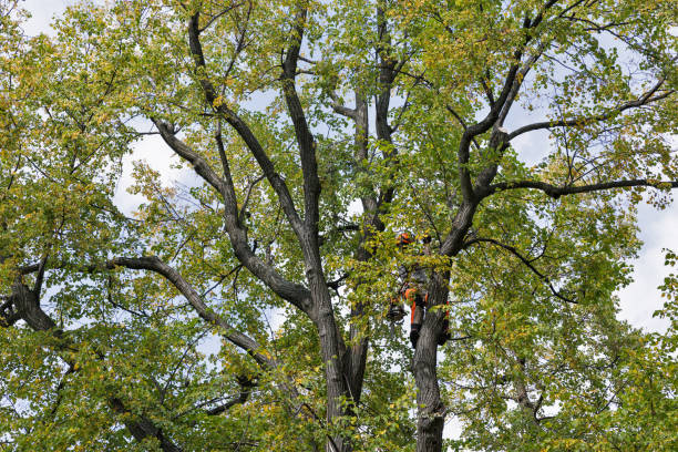 Best Fruit Tree Pruning  in Ridgefield, WA